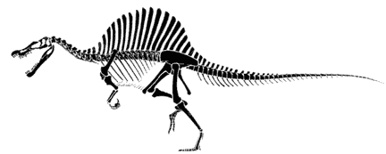 Spinosaurus Skelton