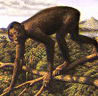 Aegyptopithecus