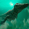 Ambulocetus