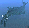 Anomalocarid