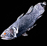 Coelacanth