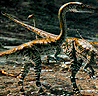 Coelophysis