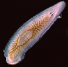 Flatworms