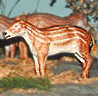 Hyracotherium