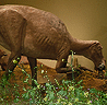 Maiasaura 