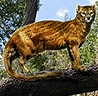 Proailurus