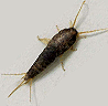 silverfish