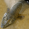 Tiktaalik