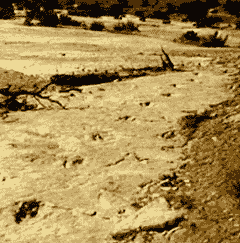 Line of Therapod Tracks