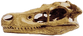 Velociraptor Skull