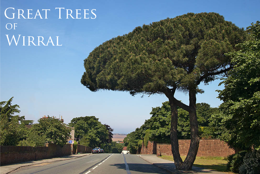 Great Trees of Wirral