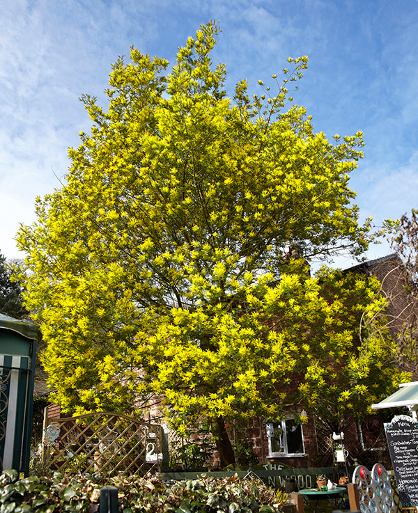 Great Trees of Wirral About the Project