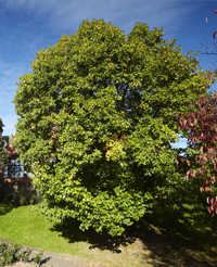 Tulip Tree